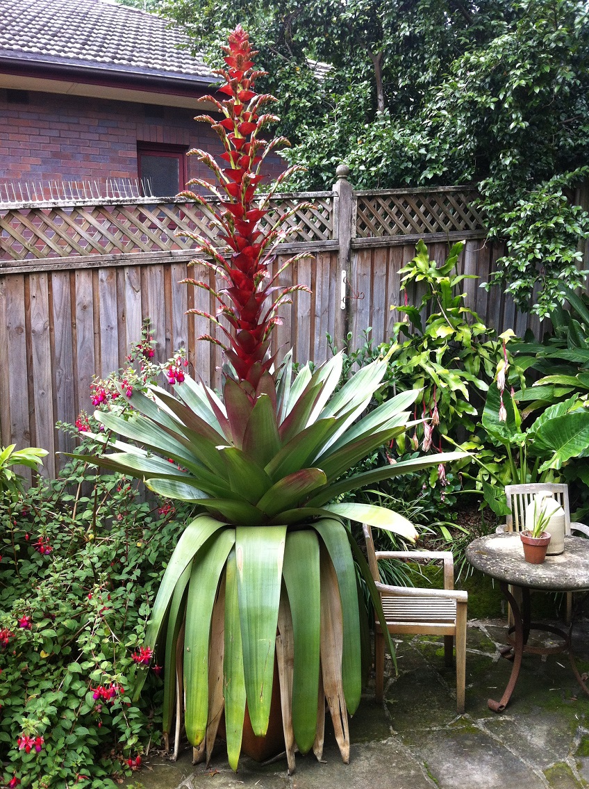 Bromeliad Types